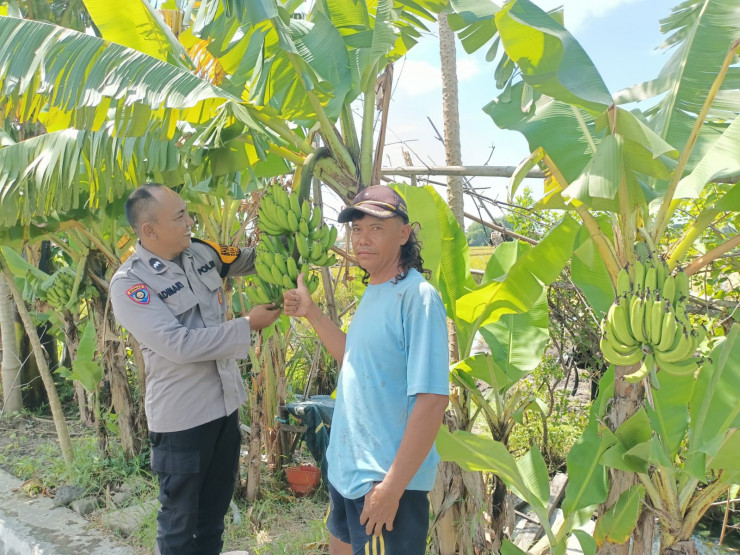 Bhabinkamtibmas Sidokepung Dampingi Warga Budidaya Pisang untuk Ketahanan Pangan