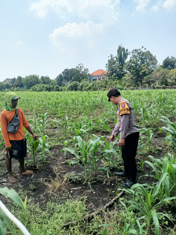 Bhabinkamtibmas Cek Perkembangan Tanaman Jagung, Dukung Ketahanan Pangan di Sidoarjo