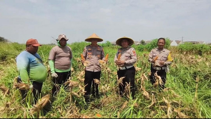 Perhatian Kapolsek Wonoayu pada Pertanian, Ikut Panen Jagung Bersama Warga Simoketawang