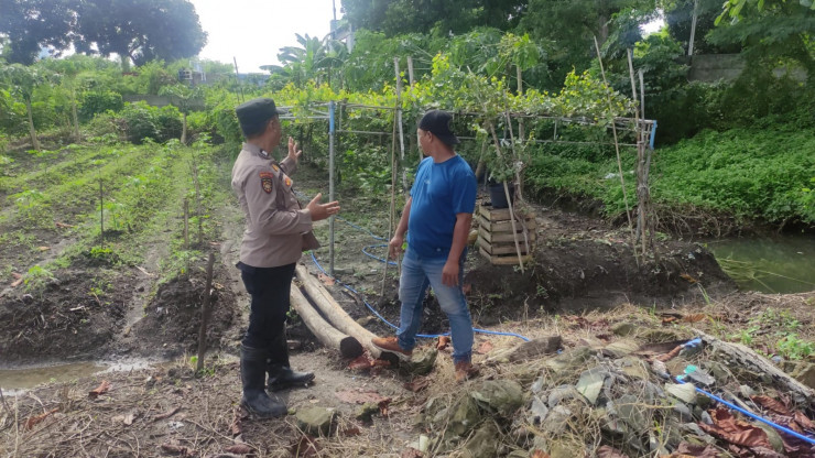 Bersaing Wujudkan Ketahanan Pangan, Warga Taman Sidoarjo Kembangkan Tanaman Buah Anggur