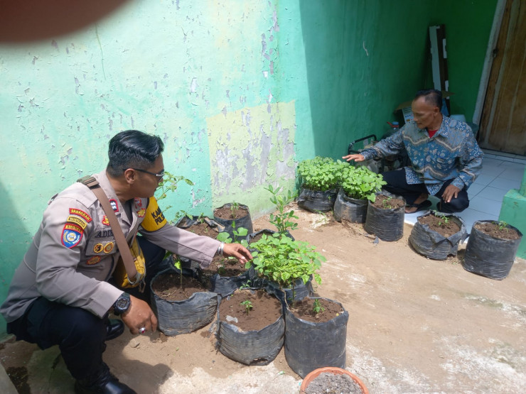 Polsek Krembung dan Pemdes Rawat Tanaman Cabai Demi Ketahanan Pangan di Sidoarjo