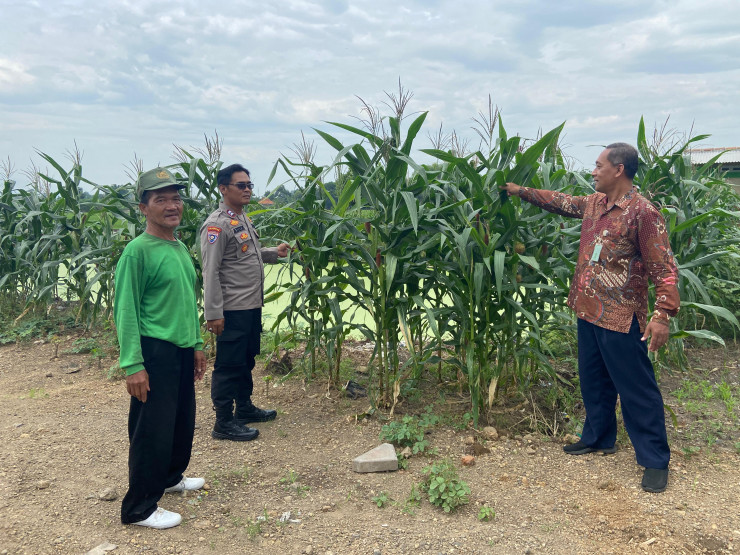 Polresta Sidoarjo Optimalkan Swasembada Pangan, Dampingi Petani Jagung di Krembung