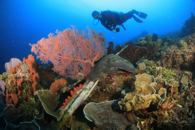 Semarakkan Sail Tidore 2022, KKP Gelar Kompetisi Fotografi Bawah Air